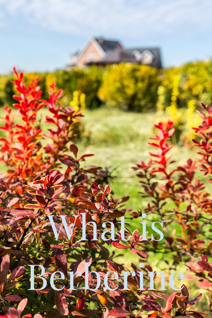 What is Berberine